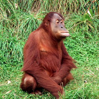 This Orangutan will become a Red Colobus. Sorcery!